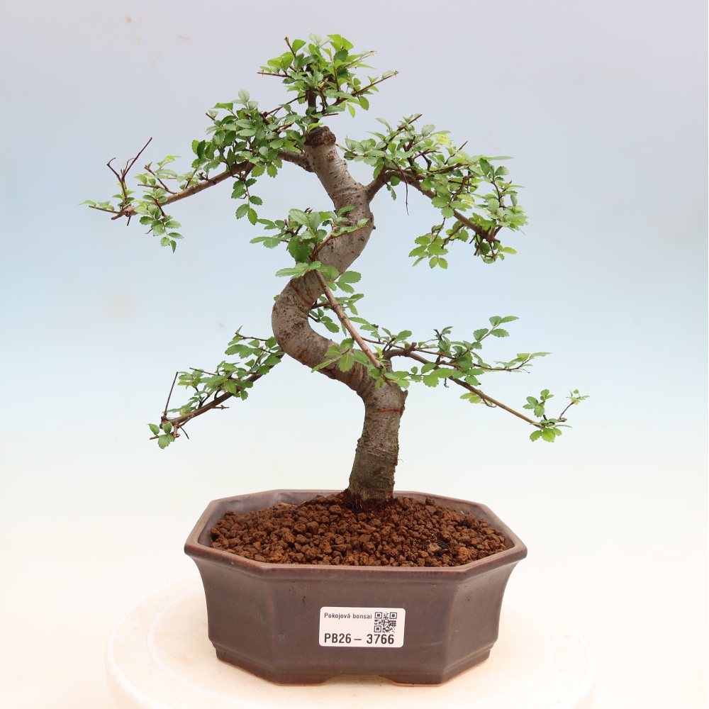 Szobai bonsai - Ulmus parvifolia - Kislevelű szilfa