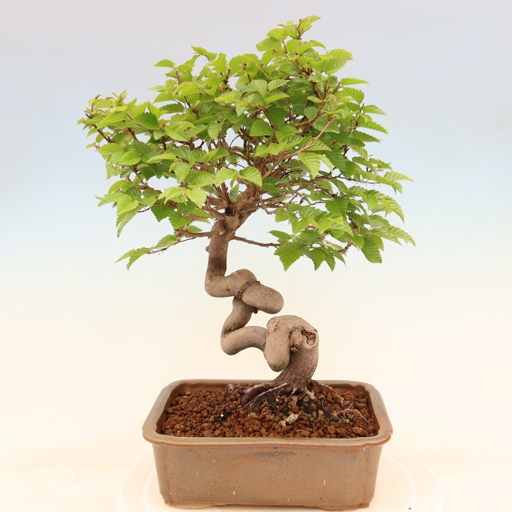 Kültéri bonsai -Carpinus Coreana - Koreai gyertyánfa