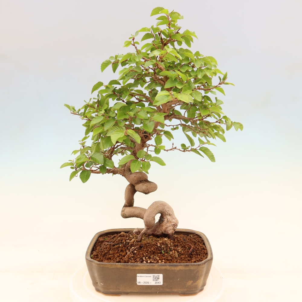 Kültéri bonsai -Carpinus Coreana - Koreai gyertyánfa