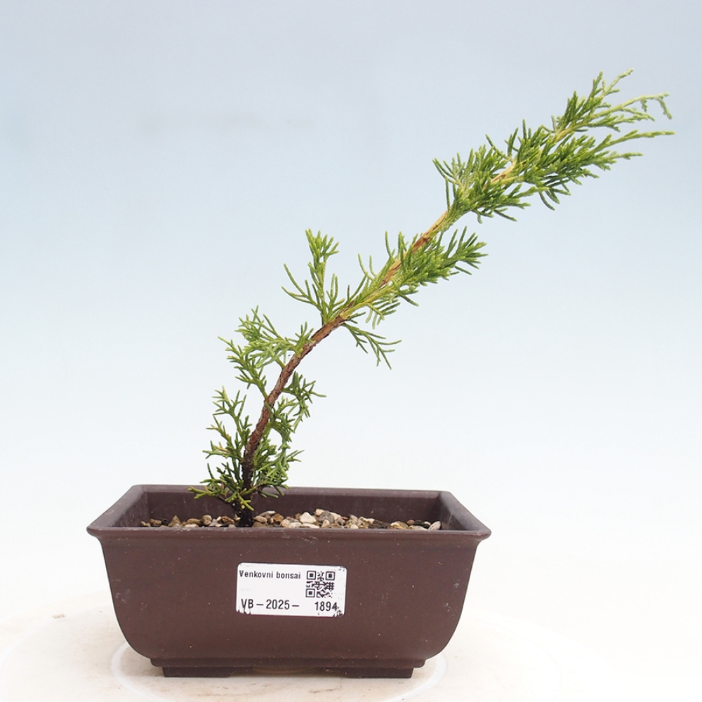Kültéri bonsai - Juniperus chinensis Itoigawa