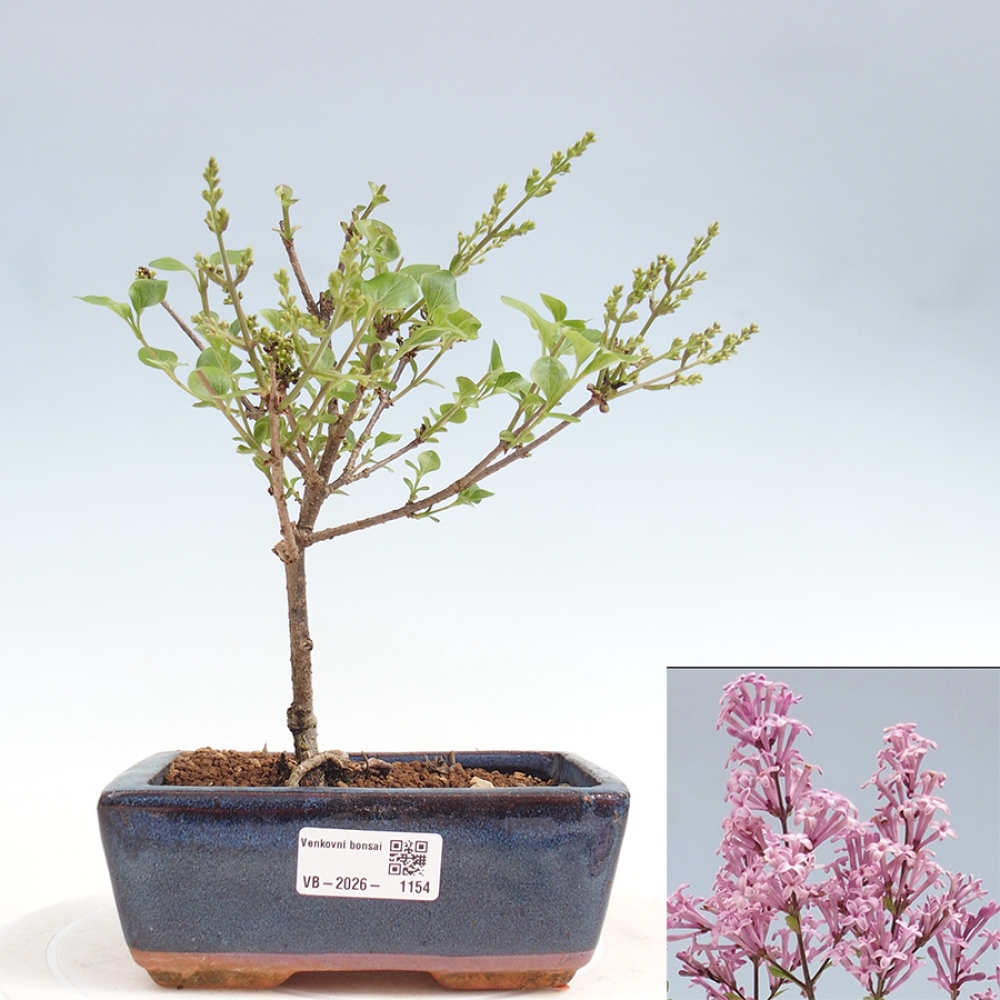 Kültéri bonsai - Syringa Meyeri Palibin - Meyer's Lilac