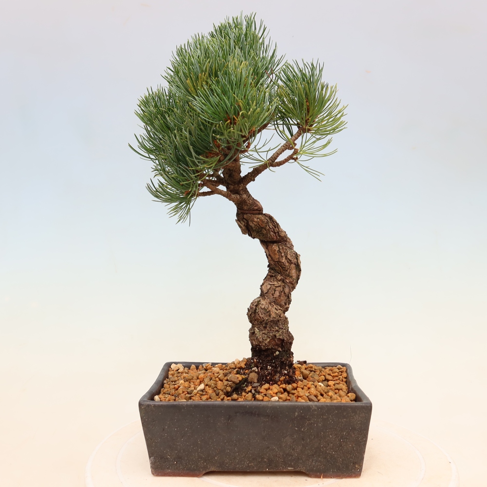 Kültéri bonsai - Pinus parviflora - Pinus parviflora
