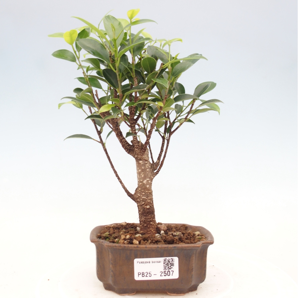 Szoba bonsai Ficus retusa kimmen