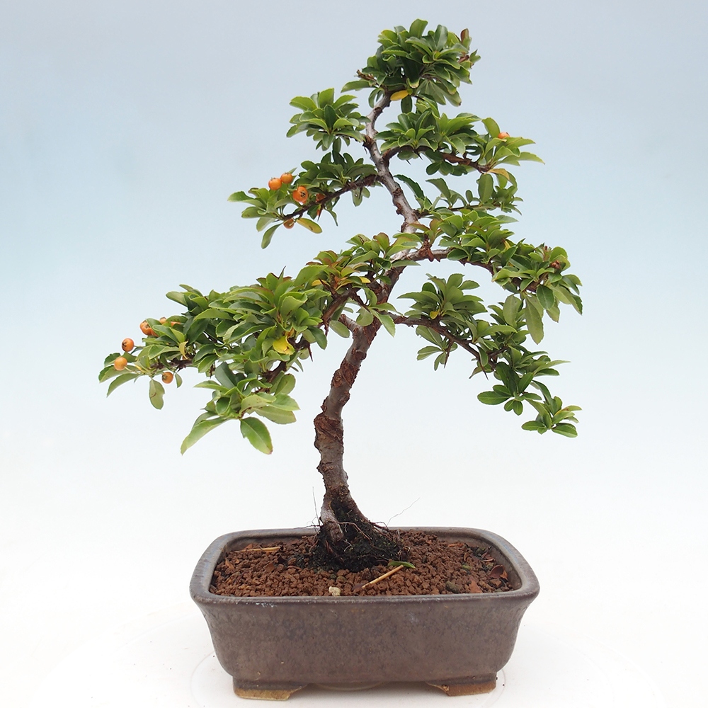 Kültéri bonsai-Pyracantha Teton - Hlox