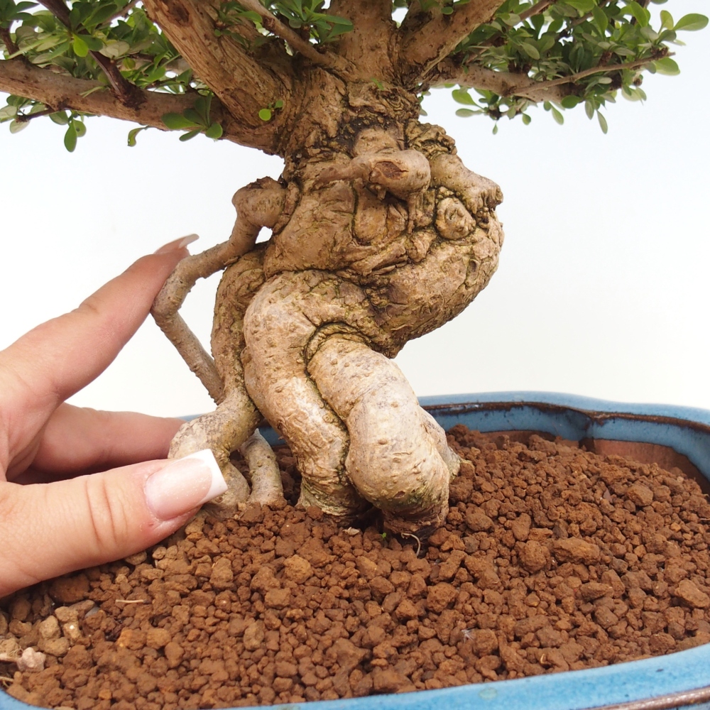 Kültéri bonsai - Berberis coreana