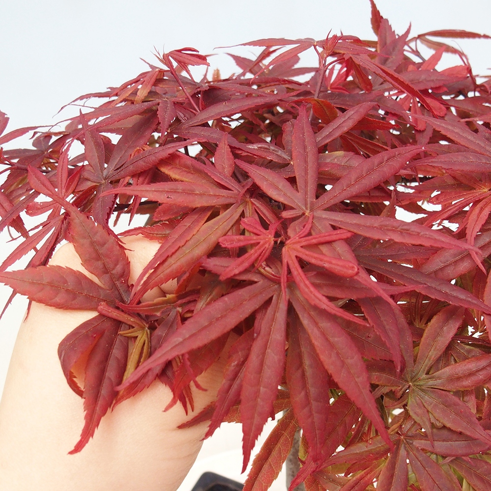 Kültéri bonsai - Acer pálma. Atropurpureum-Javor palmate