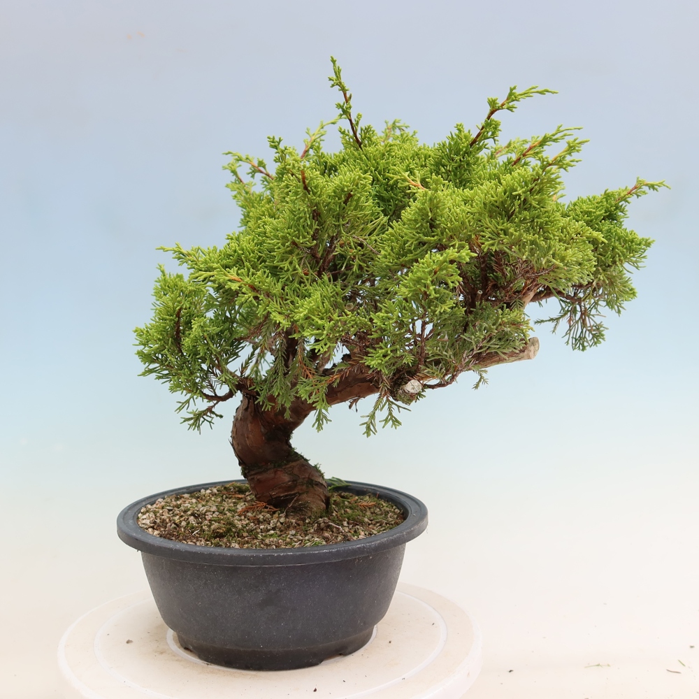Kültéri bonsai - Juniperus chinensis Itoigawa-Juniperus chinensis