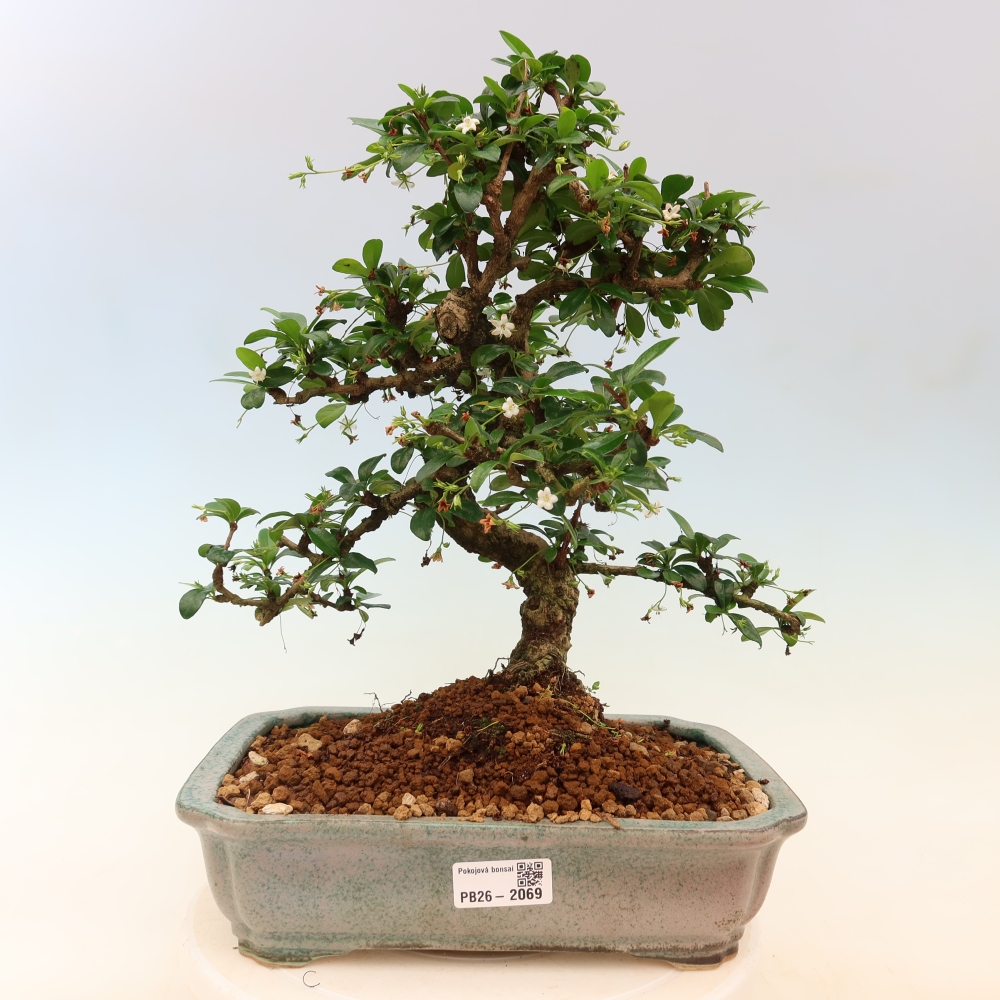 Szobai bonsai - Carmona macrophylla - Tea fuki