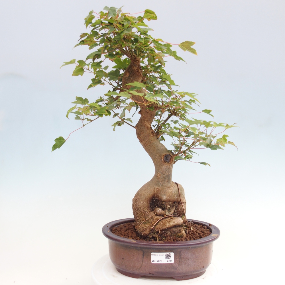 Kültéri bonsai - Acer Buergerianum - Burger juhar