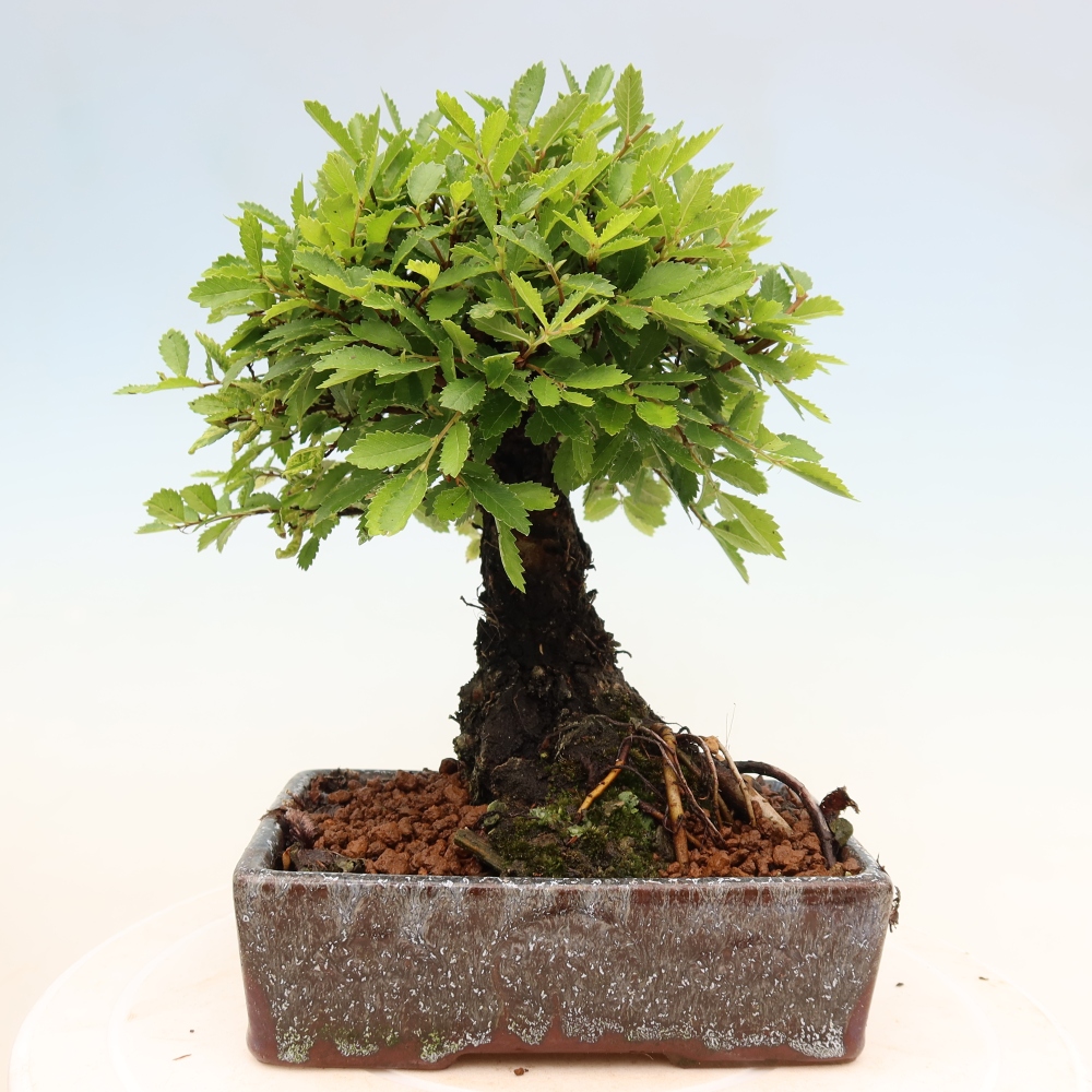 Kültéri bonsai - Zelkova - Zelkova NIRE