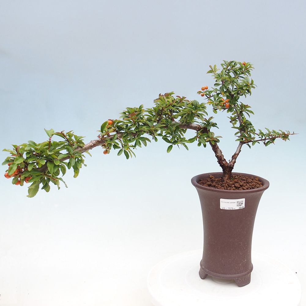Kültéri bonsai-Pyracantha Teton - Hlox
