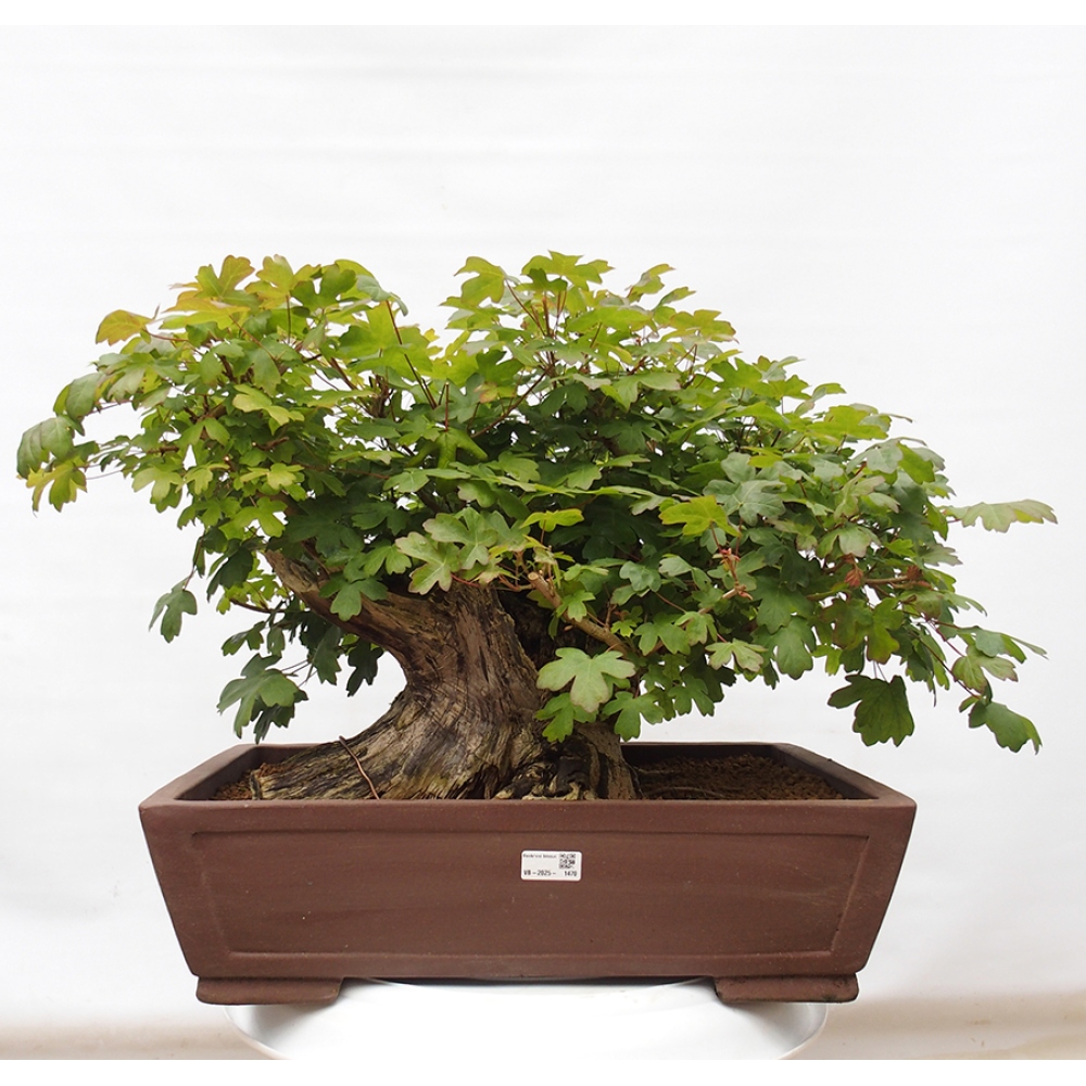 Kültéri bonsai -Javor babyka - Acer campestre