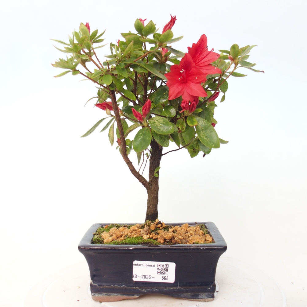 Kültéri bonsai - japán azálea - Azalea sp.
