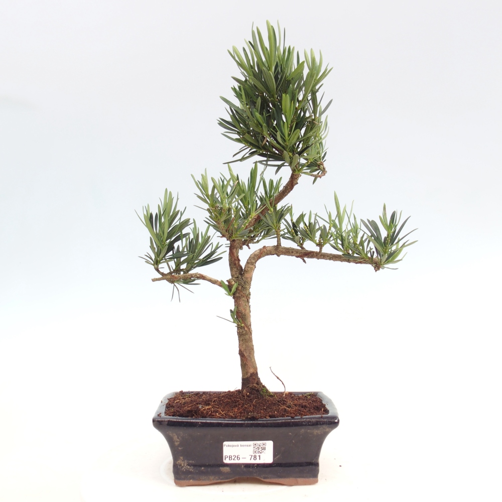 Szobai bonsai - Podocarpus - Kőtiszafa