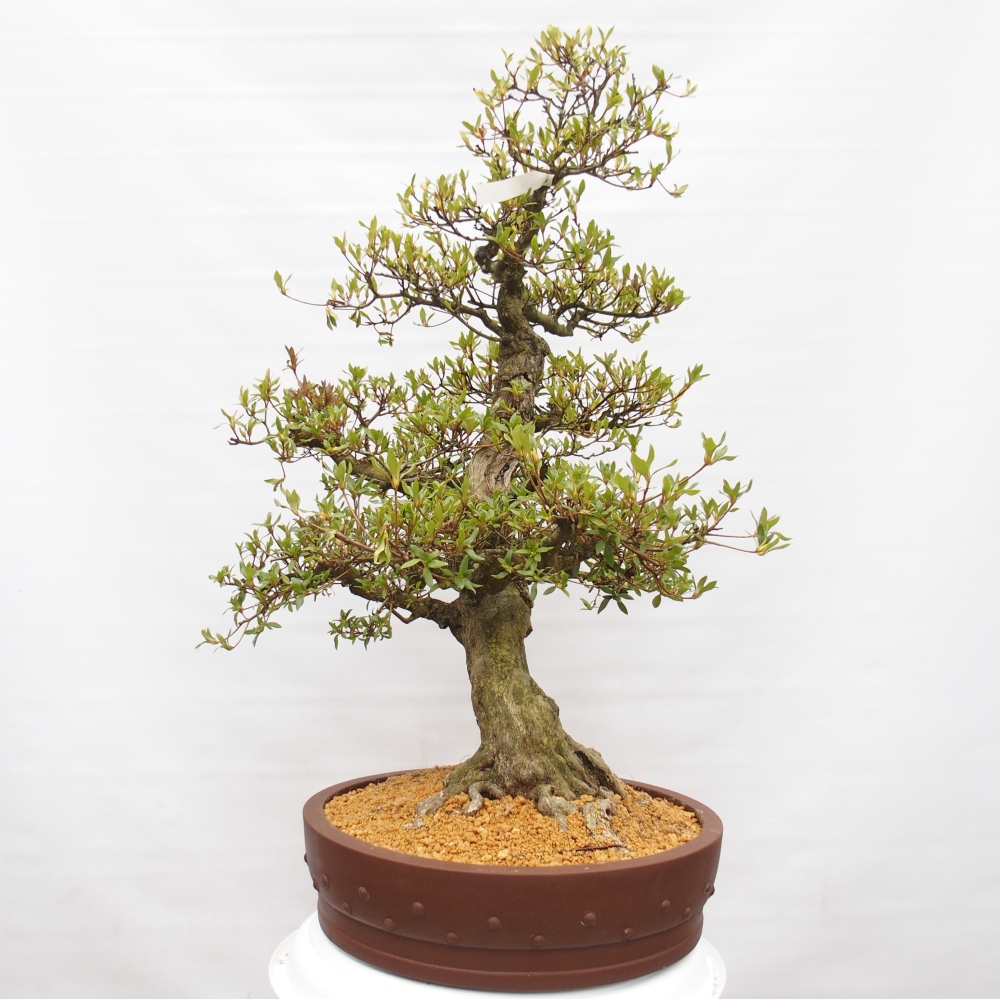 Kültéri bonsai - Japán azálea - Azalea Kotobukietsu