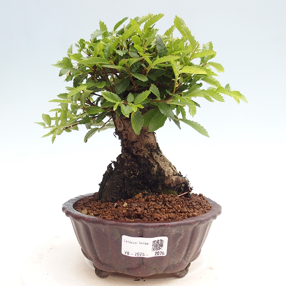 Kültéri bonsai - Zelkova - Zelkova NIRE
