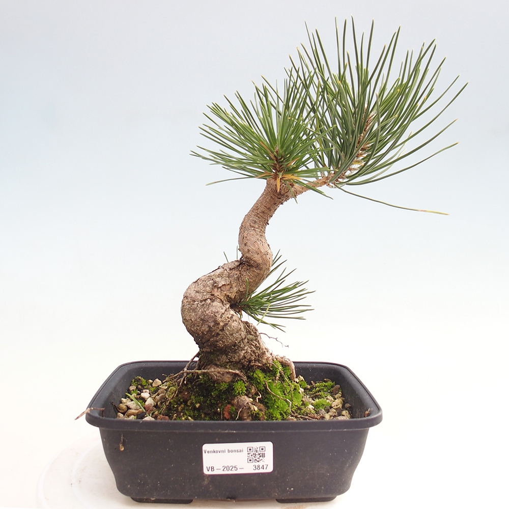 Kültéri bonsai - Pinus thunbergii - Thunberg fenyő