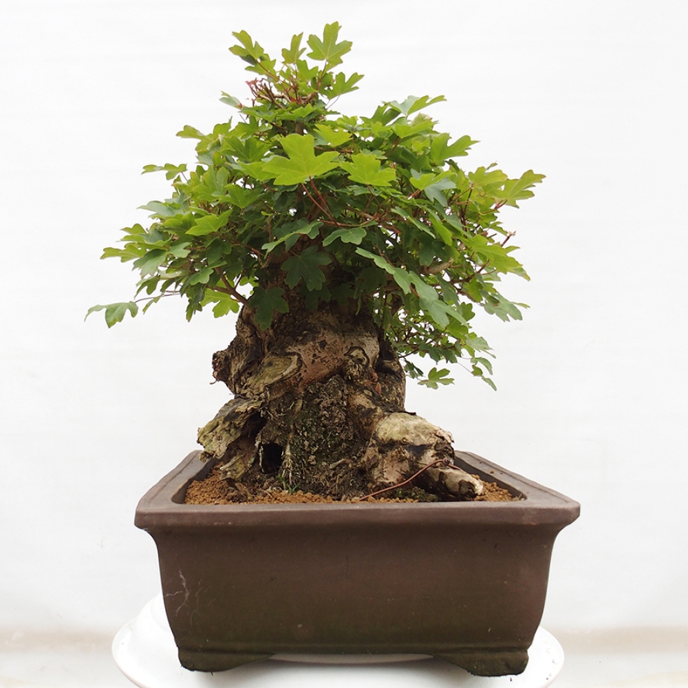 Kültéri bonsai - Francia juhar - Acer Nonspessulanum