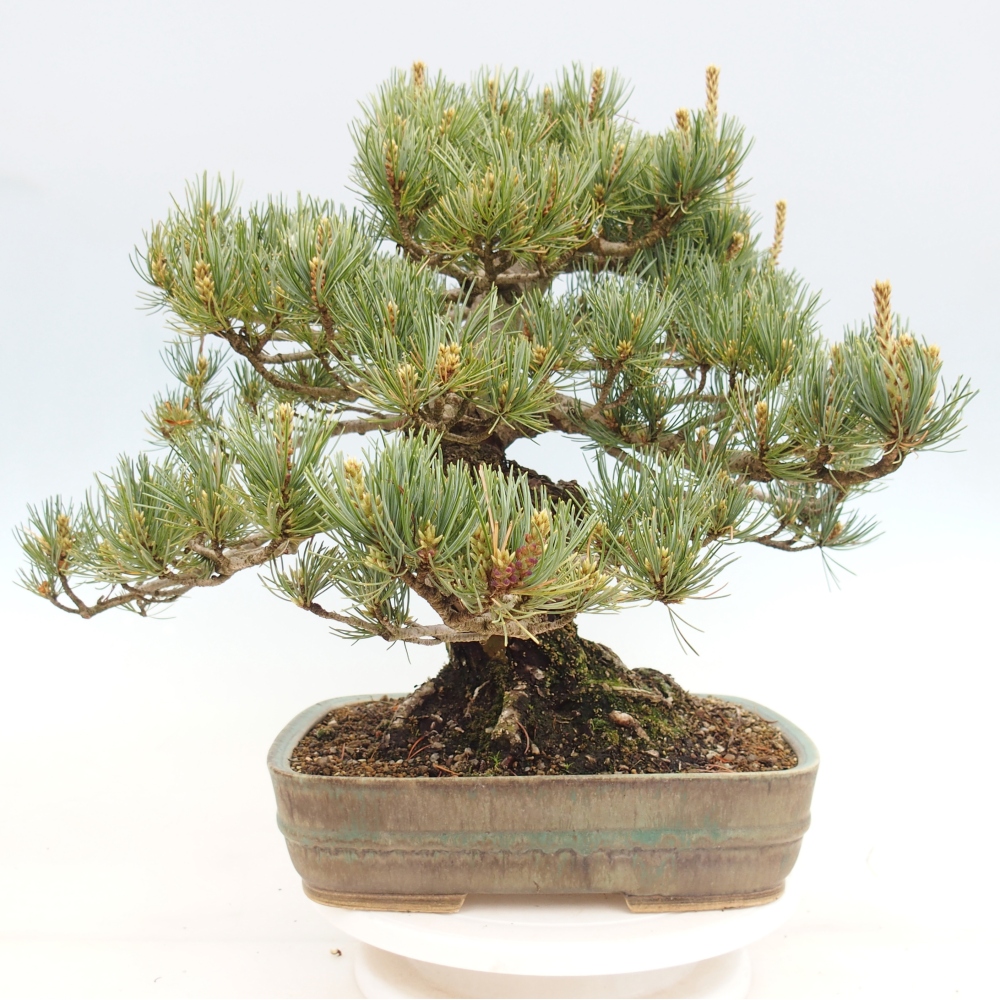 Kültéri bonsai - Pinus parviflora - Pinus parviflora
