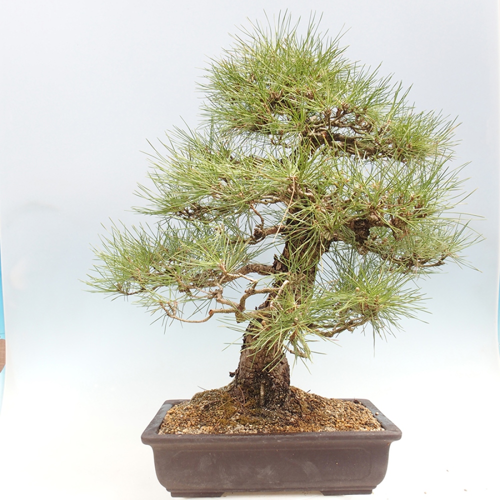 Kültéri bonsai - Pinus thunbergii - Thunberg fenyő