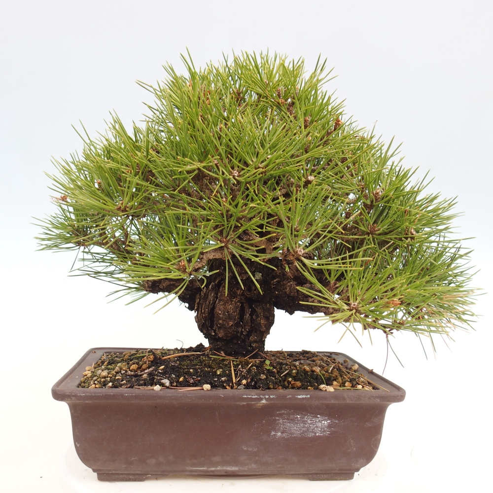 Kültéri bonsai - Pinus thunbergii - Thunberg fenyő