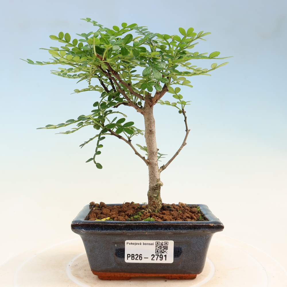 Szobai bonsai - Zantoxylum piperitum - borsfa