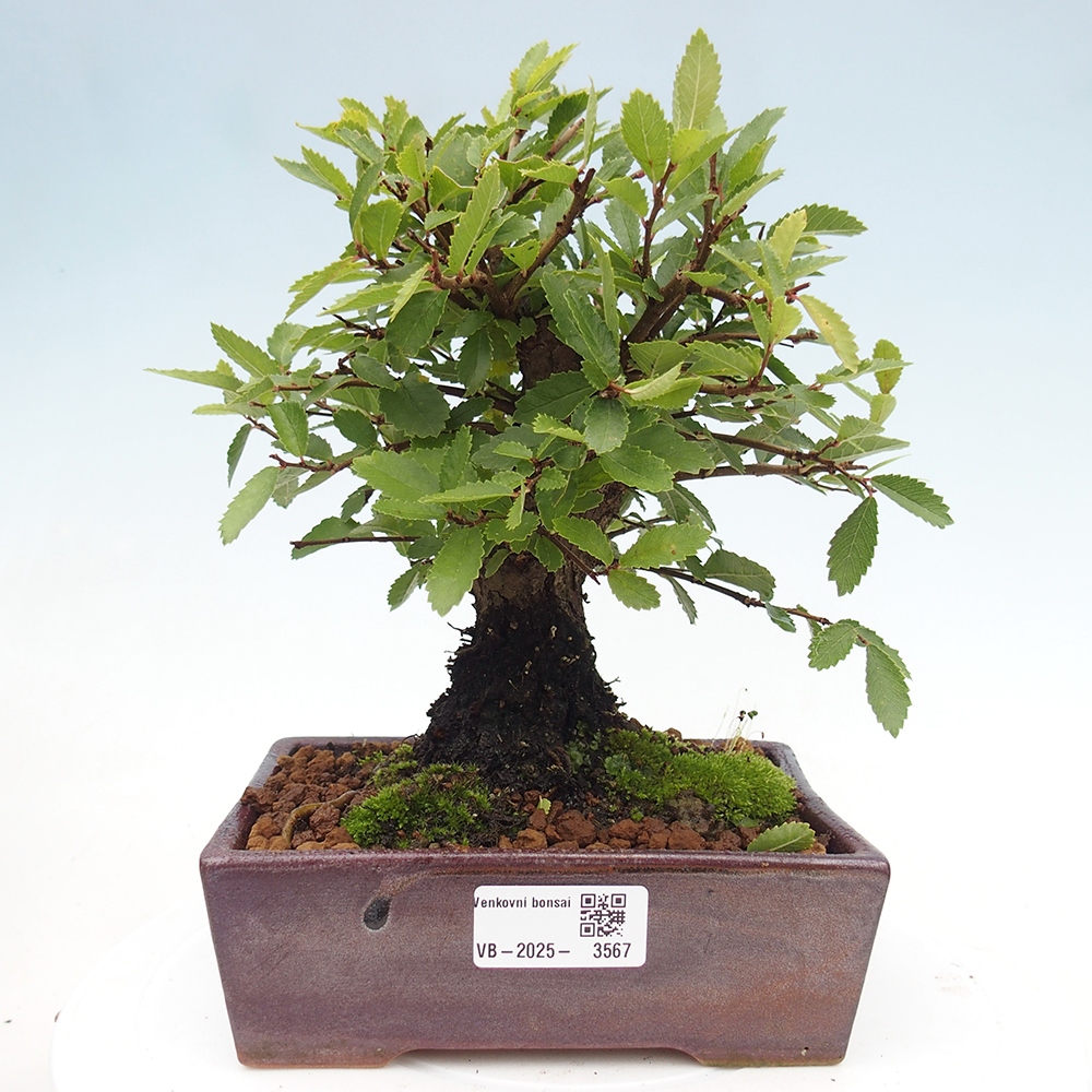Kültéri bonsai - Zelkova - Zelkova NIRE