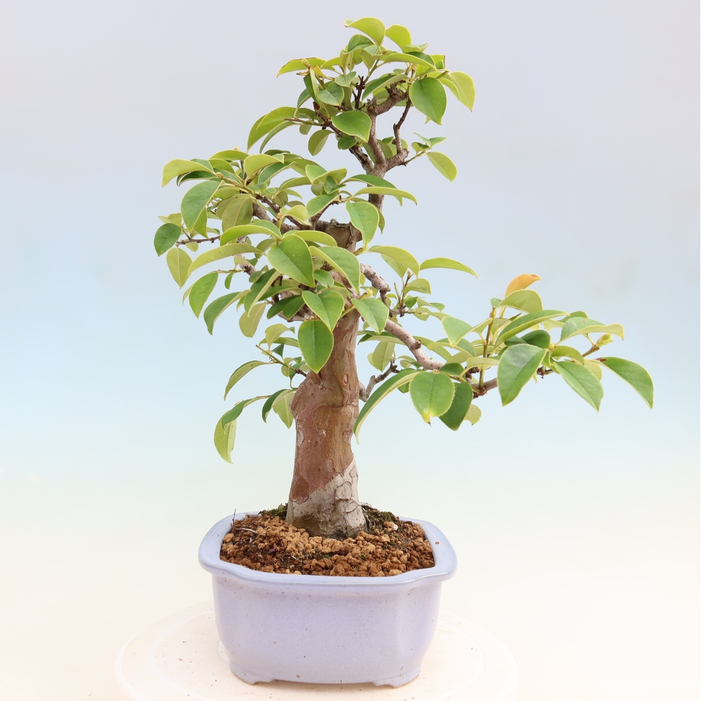 Kültéri bonsai - Pseudocydonia sinensis - kínai birs