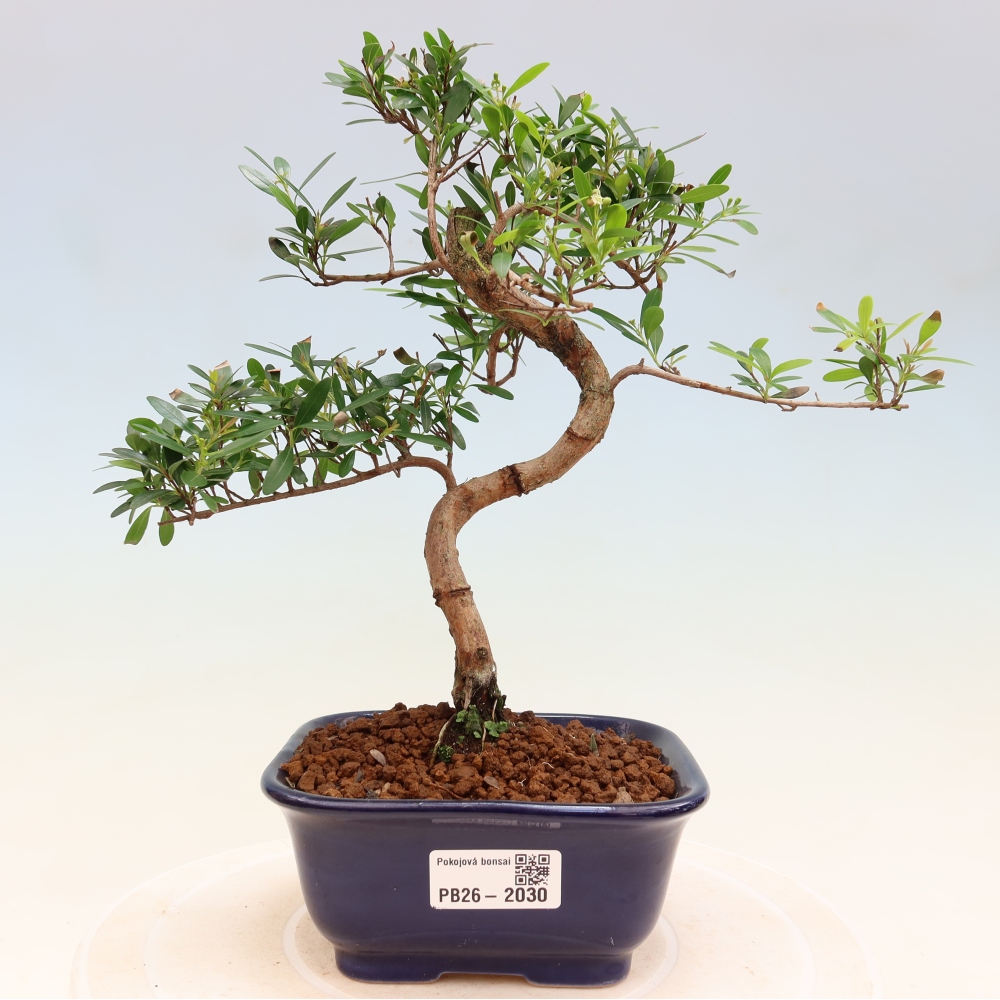 Szobai bonsai - Syzygium - Pimento
