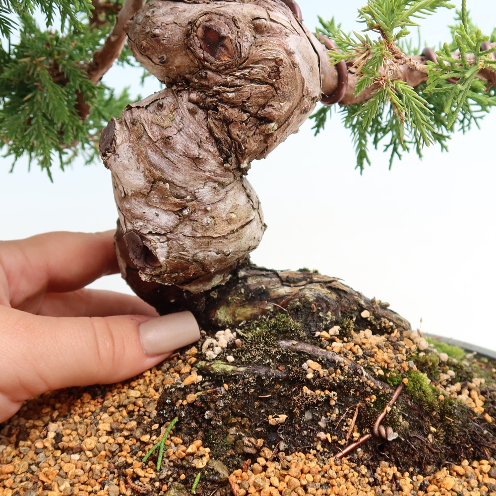 Kültéri bonsai - Juniperus chinensis Itoigawa-Juniperus chinensis