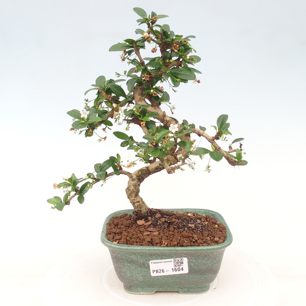 Szobai bonsai - Carmona macrophylla - Tea fuki
