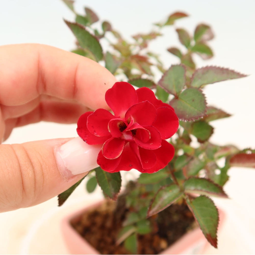Kültéri bonsai - Rosa Kordes - rózsa