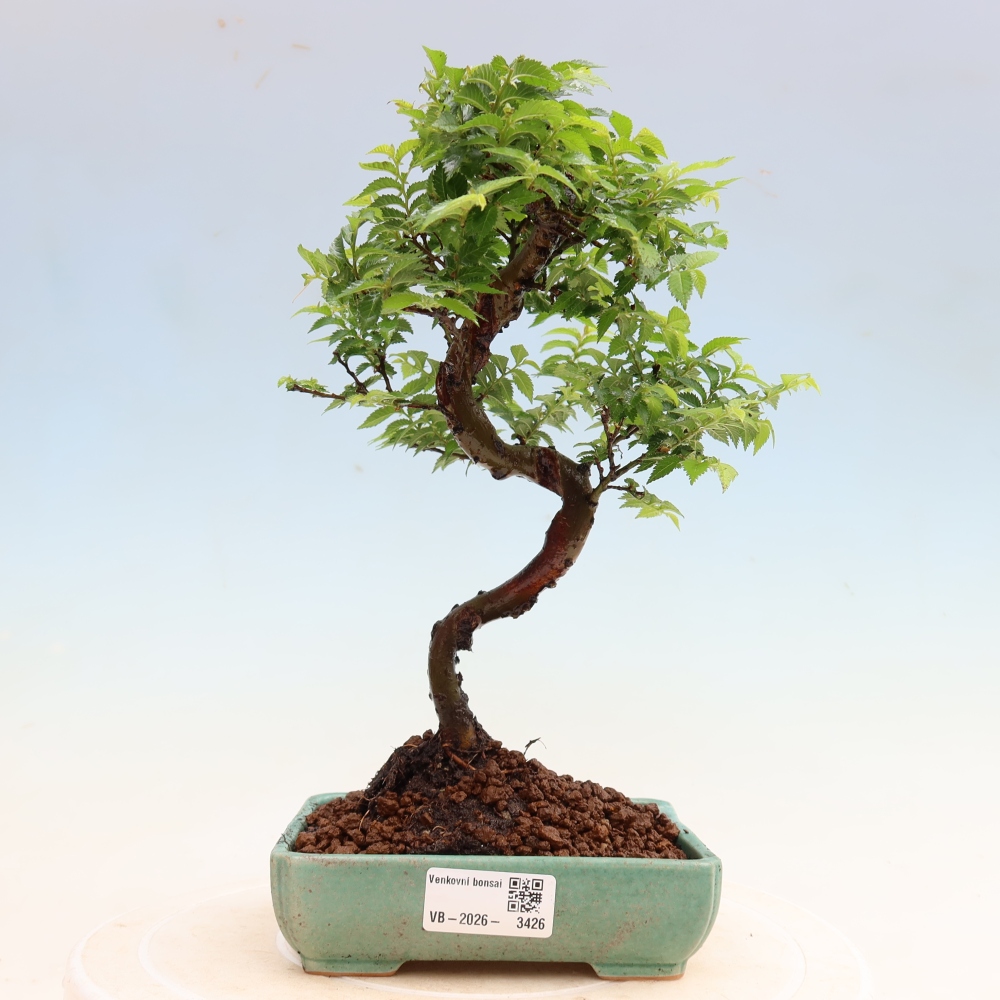 Kültéri bonsai – Ulmus Jacqueline Hillier – Gyönyörű szil