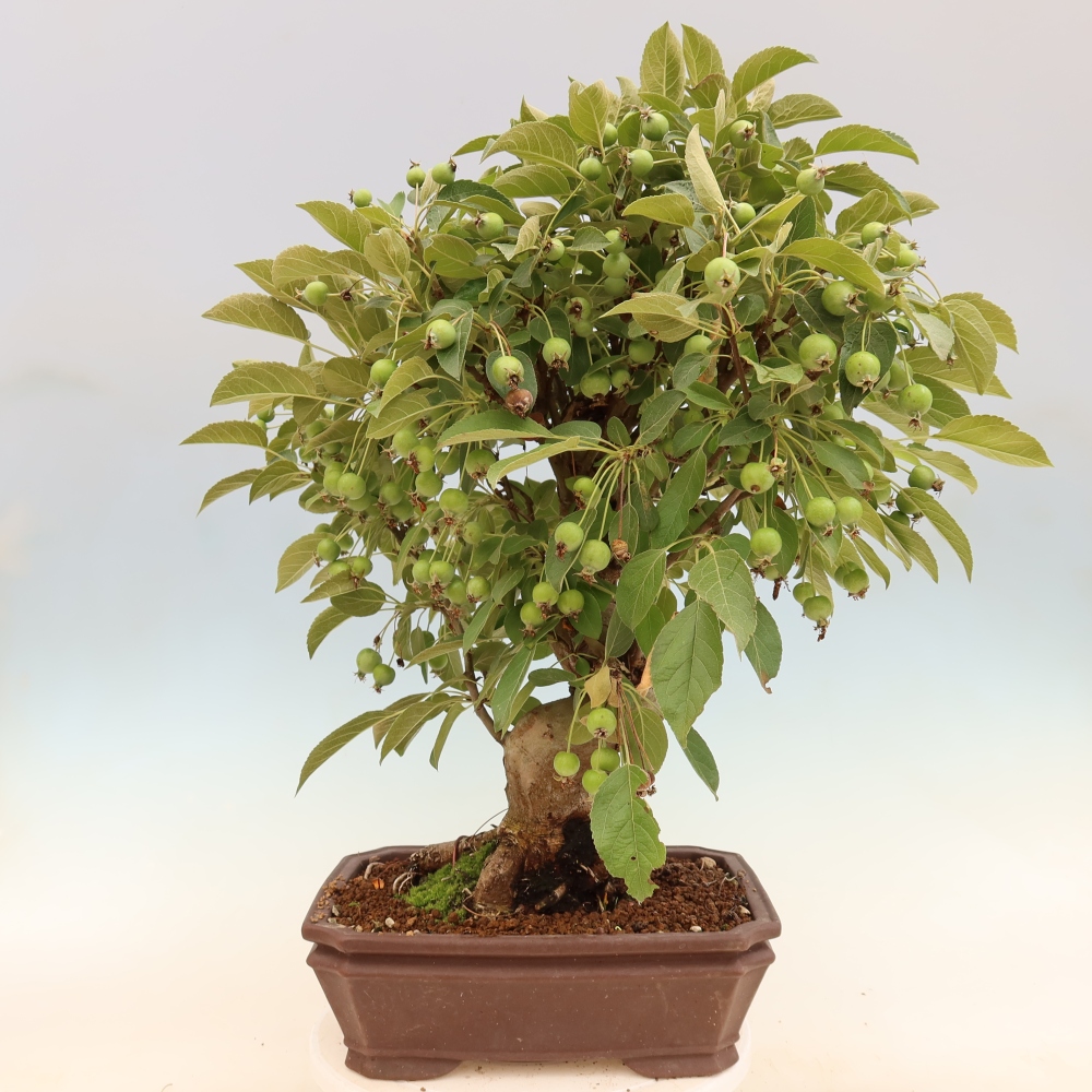 Kültéri bonsai -Malus halliana - Kis gyümölcsű almafa