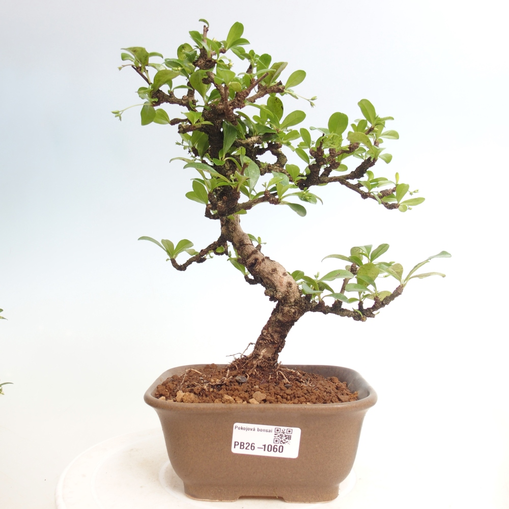 Szobai bonsai - Carmona macrophylla - Tea fuki