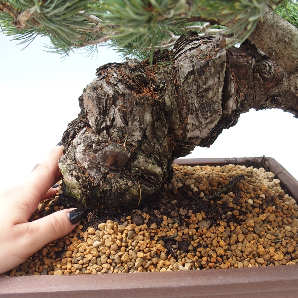 Kültéri bonsai - Pinus parviflora - Pinus parviflora