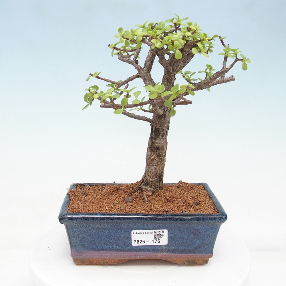 Szoba bonsai - Portulakaria Afra - Tlustice