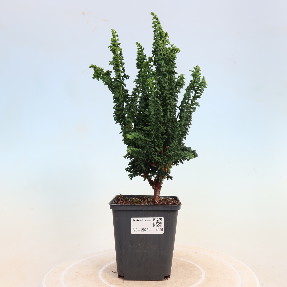 Kültéri bonsai - Cham. obtusa SEKKA HINOKI - Cifra ciprus