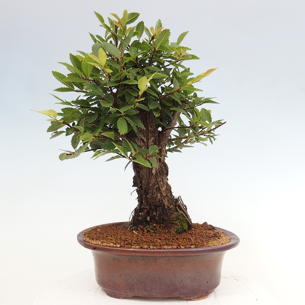 Kültéri bonsai - Zelkova - Zelkova NIRE