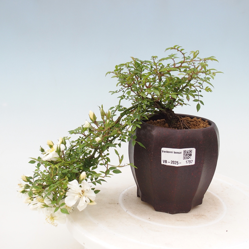 Kültéri bonsai - Rosa Sea Foam - rózsa