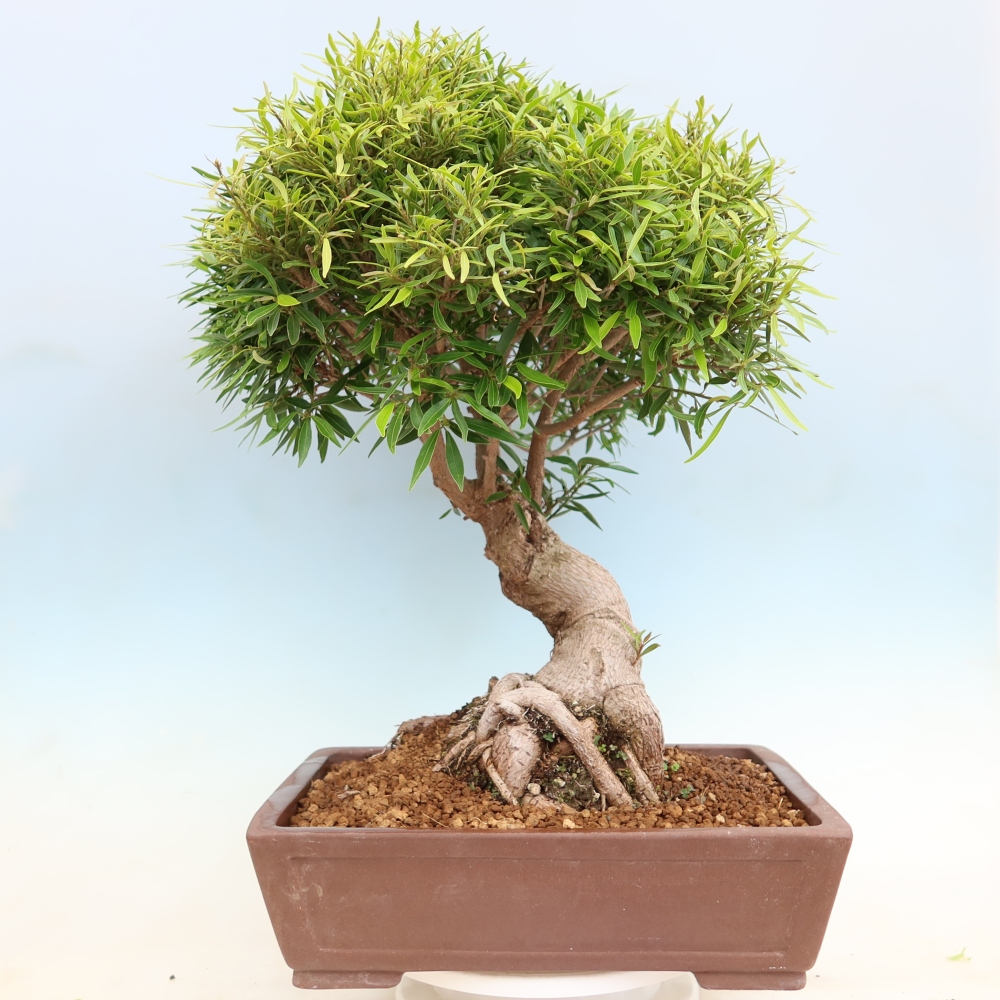 Szobai bonsai - Ficus nerifolia - kislevelű fikusz