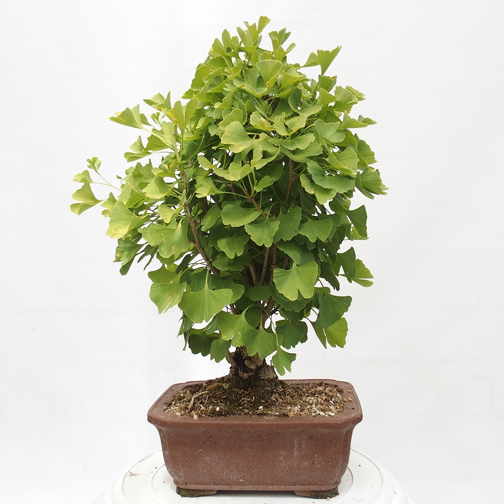 Kültéri bonsai - Ginkgo biloba - Ginkgo biloba