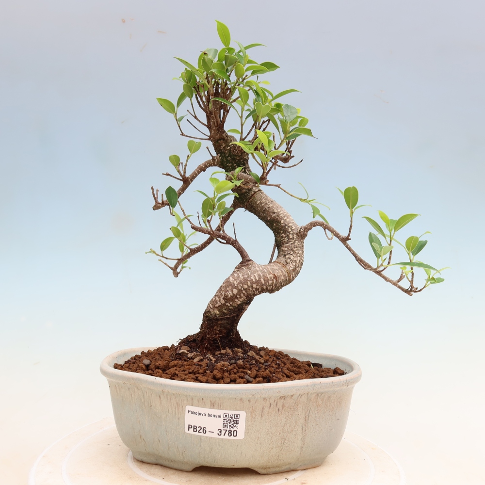 Szobai bonsai - Ficus kimmen - kislevelű fikusz