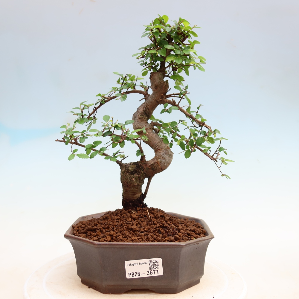 Szobai bonsai - Ulmus parvifolia - Kislevelű szilfa