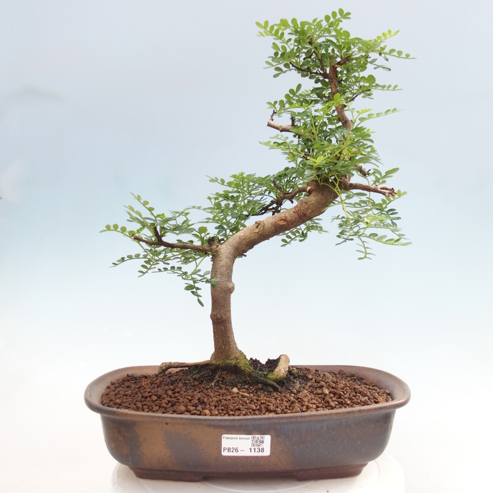 Szobai bonsai - Zantoxylum piperitum - borsfa