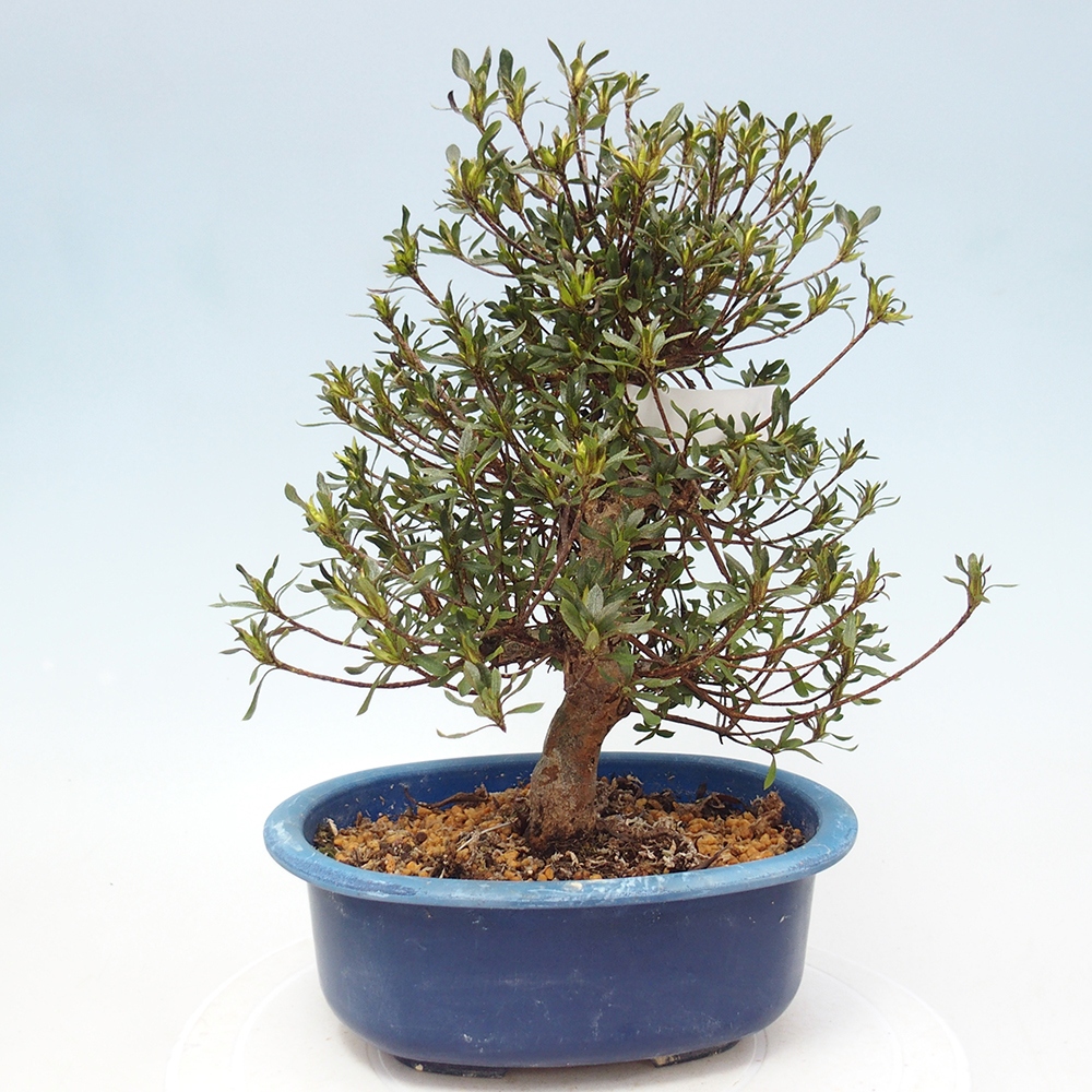 Kültéri bonsai - Japán azálea - Azalea Ryusen