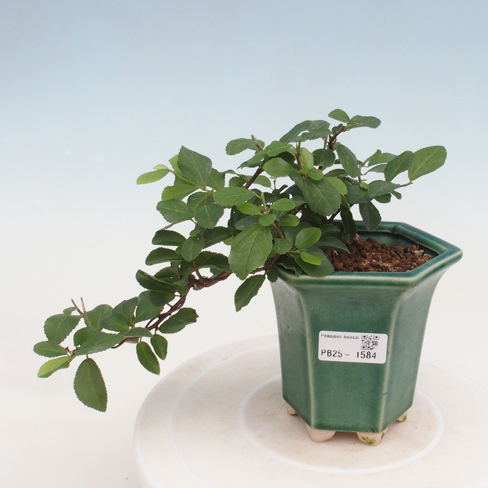 Beltéri bonsai - Grewia occidentalis - Levendula csillaghal