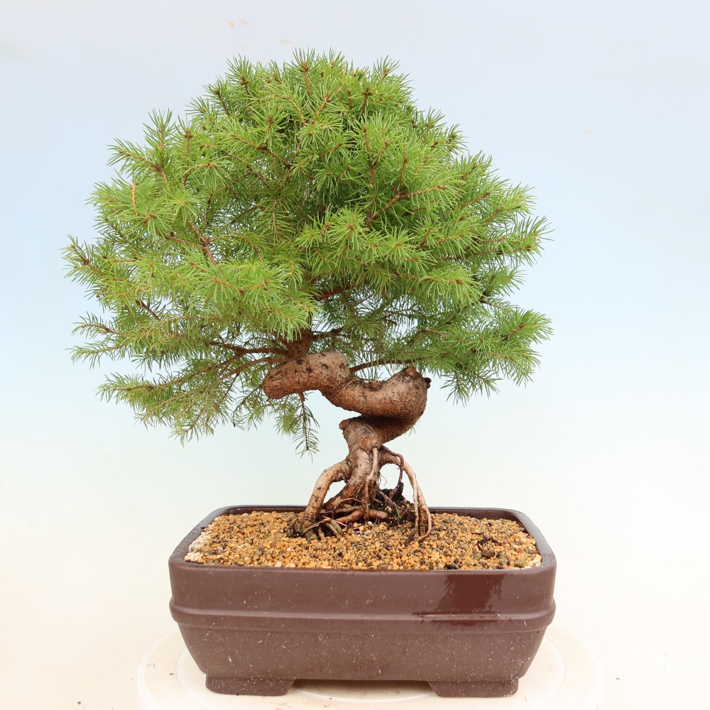 Kültéri bonsai - lucfenyő - Picea glauca globe