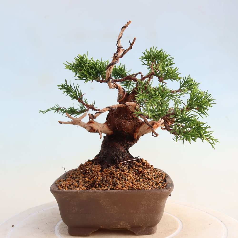 Kültéri bonsai - Juniperus chinensis Itoigawa