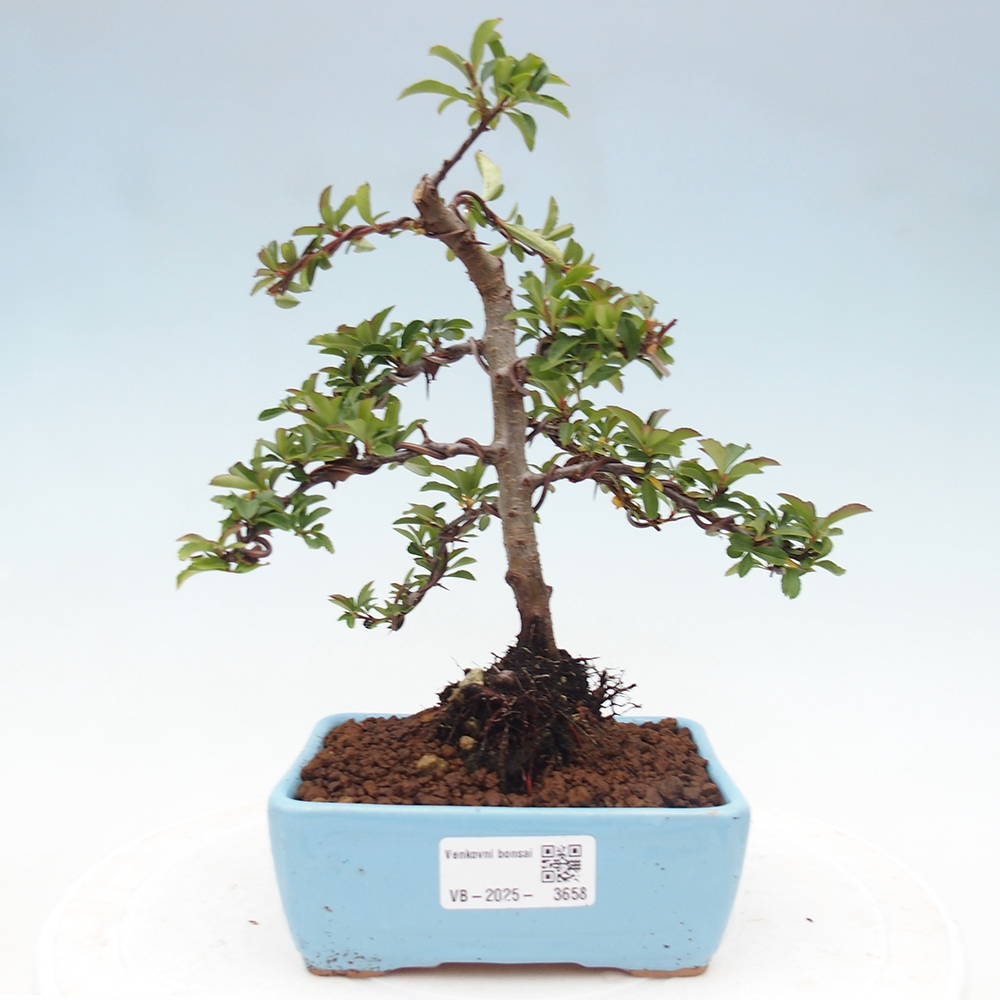Kültéri bonsai-Pyracantha Teton - Hlox